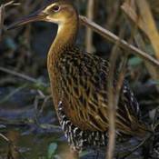 King Rail